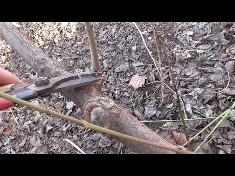 Видео: Кизил, обрезка. Часть 2