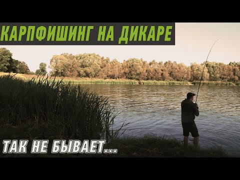 Видео: КАРПФИШИНГ НА НОВОМ ДИКАРЕ! Невероятный исход рыбалки.