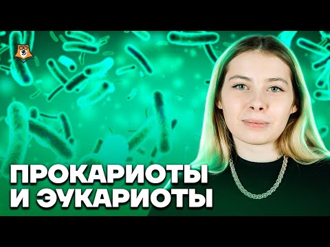 Видео: Прокариоты и эукариоты | Биология ЕГЭ 10 класс | Умскул