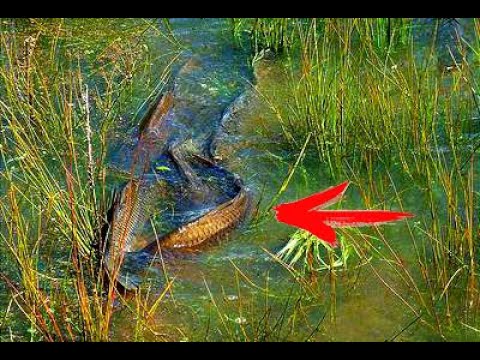 Видео: КАК ПОЙМАТЬ САЗАНА РУКАМИ ТАКОВА вы точно не ВИДЕЛИ  рыбалка