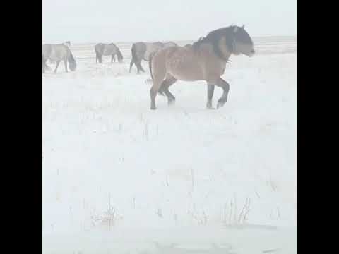 Видео: Мугалжар жылкысы КХ Кокуй айгырлары #казахстан #актобе #атырау #орал #караганда #жезказган #актау