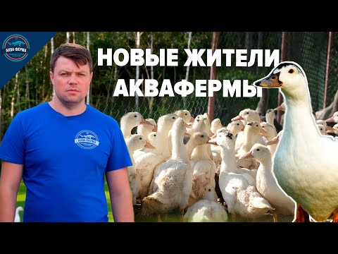 Видео: Разведение уток. Новый проект на АкваФерме.