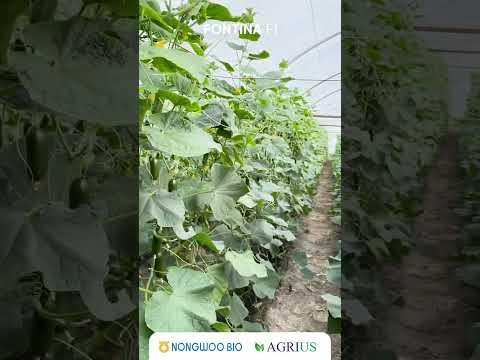 Видео: Бухоро вилояти, Пешку туманида етиштирилган ОРИГИНАЛ FONTINA F1 бодринг дурагайининг натижалари