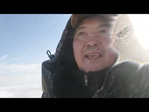 Видео: 28.11.2024 года, Коргалжынский заповедник,  оз. Кокай