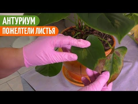 Видео: Мой АНТУРИУМ Заболел. Буду МЕНЯТЬ ГРУНТ И ПЕРЕСАЖИВАТЬ. Мои цветы. Мой опыт.