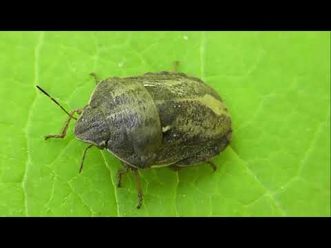 Видео: БИОСФЕРА: 225. Вредная Черепашка (Eurygaster integriceps)