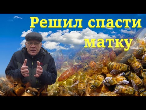 Видео: Метод по спасению пчел Пчеловодство зимовка пчел Пчелиная семья превратилась в горсть пчел с маткой