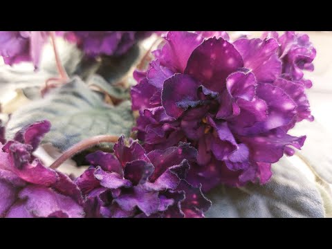 Видео: 21.04.23/НОВИНКИ/Выставка фиалок(МК) в Доме фиалки на Пятницкой#фиалки#выставка#Домфиалки#