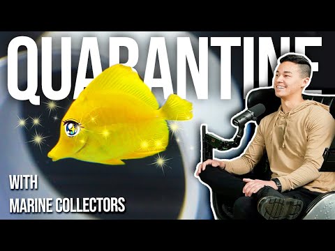 Видео: Секреты рыбного карантина с Эллиотом Лимом | Подкаст Tidal Gardens, выпуск 6