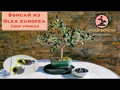 Видео: Бонсай олива (Olea europea). Сбор оливок бонсай! СУПЕР РОЗЫГРЫШ плодов и семян!