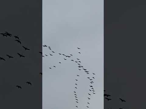 Видео: Охота 04.23  гусь