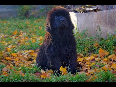 Видео: П-к Енигматик Кингдом помет (D,G)