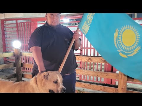 Видео: Пк ССС Шымкент Каласы