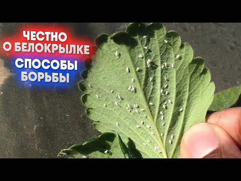 Видео: Честно о белокрылке   способы борьбы