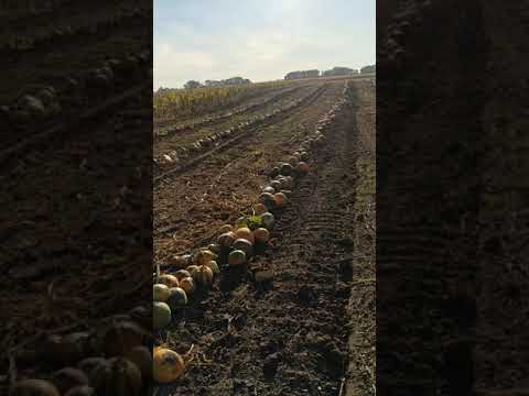 Видео: гарбуз скотили