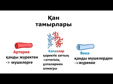 Видео: Қан тамыры түрлері (артерия, вена, капилляр)