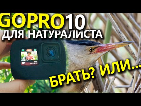 Видео: ОПЫТ использования GoPro 10 для съемки природы