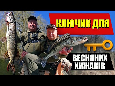Видео: Всі хижаки хочуть ЦЕ навесні! Судак, щука та окунь на спінінг Crazy Fish Arion 832LS