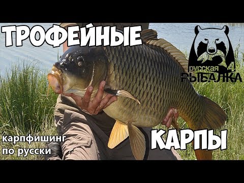 Видео: Карп 38кг! Карпфишинг по русски - Русская Рыбалка 4 Гайд