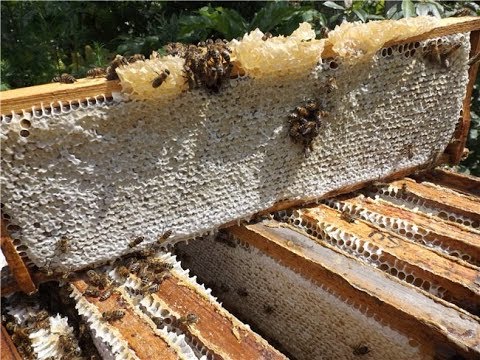 Видео: почему пчелы плохо работают на мед - часть 1 - у соседа много меда, а у меня мало