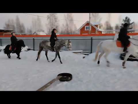 Видео: Синхронное какое плаванье 🍒❣️❤️‍🔥🐦‍🔥#horse #pony #equestrian #лошадки #лошади #лошадь #viralvideo