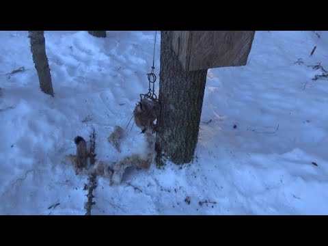 Видео: Путик по рыси | Каннибализм зимнего леса | 2021