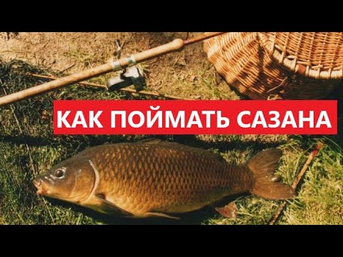 Видео: 🐟 КАК ПОЙМАТЬ ДИКОГО САЗАНА? СОВЕТЫ НАЧИЮЩЕМУ.
