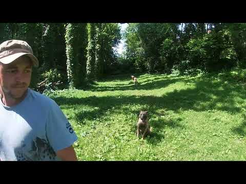 Видео: Дресирування собаки.Урок №4  Як навчити собаку команді сидіти   Витримка по команді  Сидіти