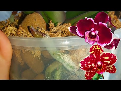 Видео: Чтобы у ОРХИДЕИ было Много Корней и ЦВЕТОВ сделайте ЭТО при пересадке Orchid