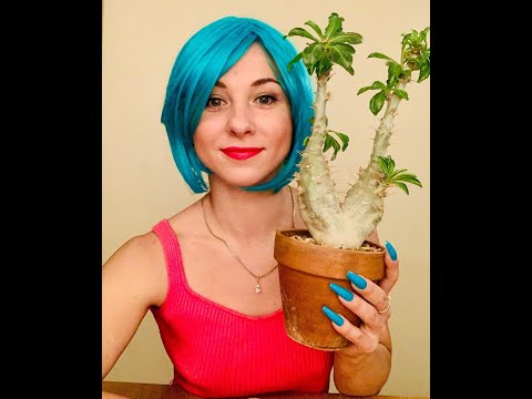 Видео: Ночные пересадки с Урсулой. Pachypodium saundersii