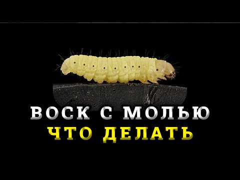 Видео: Перетопка воска парогенератором и дезинфекция рамок каустической содой.