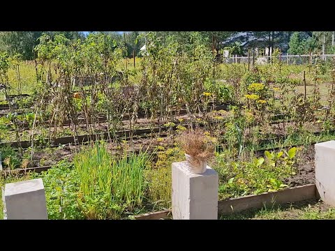 Видео: Убираю помидоры 🍅 