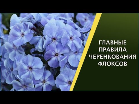 Видео: КАК ЛЕГКО И ПРОСТО ЧЕРЕНКОВАТЬ ФЛОКСЫ!