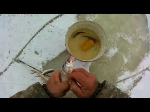 Видео: Ловим  живцов  и  ставим  жерлицы....