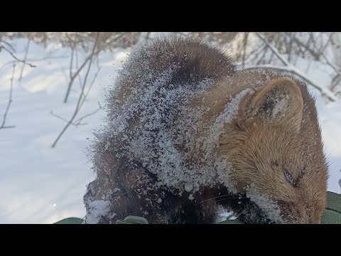 Видео: Проверка капканов часть 〽️ 15,удачно 👍