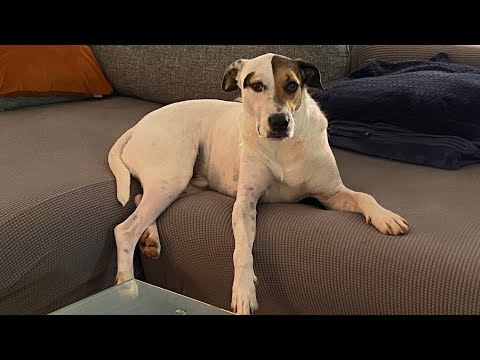 Видео: Собачьи Игры #любовь #красота #животные #домашниеживотные #питомцы #собаки #весело #тропики #дружба