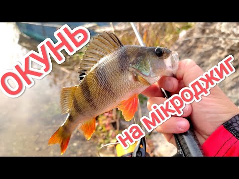 Видео: Окунь на спінінг мікроджиг ловля окуня осіння рибалка на спінінг