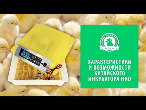 Видео: Характеристики китайского инкубатора HHD на 48 яиц. Инкубация куриных яиц. Инкубация перепелиных яиц