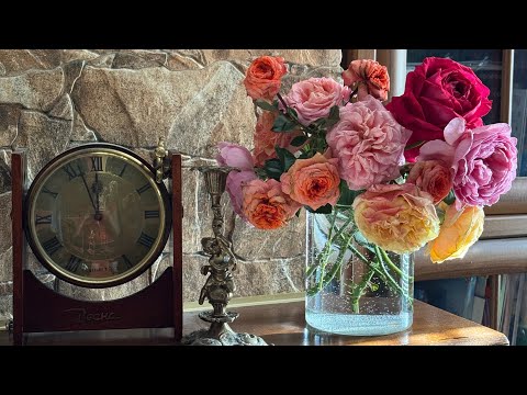 Видео: Огляд троянд першорічок частина 4