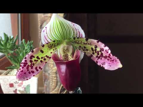 Видео: ЦВЕТЕНИЕ ПАФИОПЕДИЛУМА СУКХАКУЛА!!!PAPHIOPEDILUM SUKHAKULII IN BLOOM!