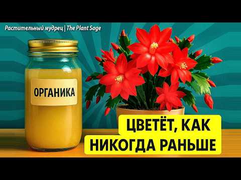 Видео: ОРГАНИЧЕСКАЯ ПОДКОРМКА ДЛЯ ДЕКАБРИСТА В НОЯБРЕ 🌿 ЦВЕТЕНИЕ ДОЛЬШЕ И ЯРЧЕ, БЕЗ ЛИШНЕЙ ХИМИИ
