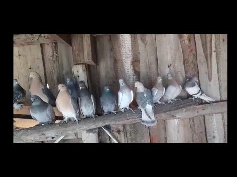 Видео: ТУРЕЦКАЯ ТАКЛА МУРАТА СУЛЕЙМАНОВА