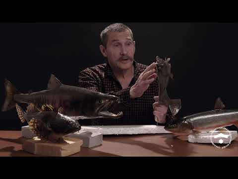Видео: Таксидермия рыб – ремесло и искусство