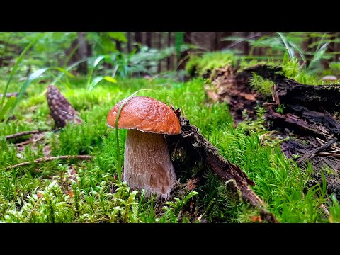 Видео: В ёлки за БЕЛЫМИ грибами! Два ельника Клинского района. 8 августа 2024.