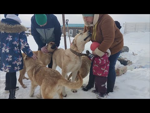 Видео: Семья выбирает щенка для подсобного хозяйства (Армянский Гампр )