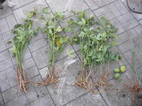 Видео: маракуя СЕВЕРНАЯ.  САЖЕНЦЫ КОРНИ СЕМЕНА. Passion fruit.