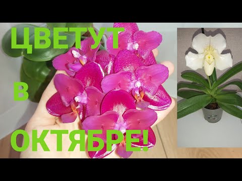 Видео: Уже октябрь!Они цветут в октябре!#орхидеи #orchid #обзорорхидей #plants #flowers 