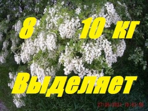Видео: Могучая Белая Акация на пике цветения.Сказочно удачный год на Белой акации.