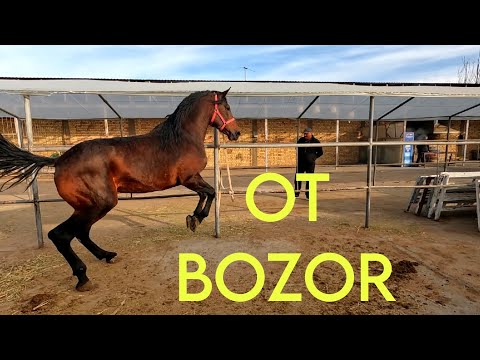 Видео: Шуро от бозор! Конный рынок Узбекистана! Horse market 2023!