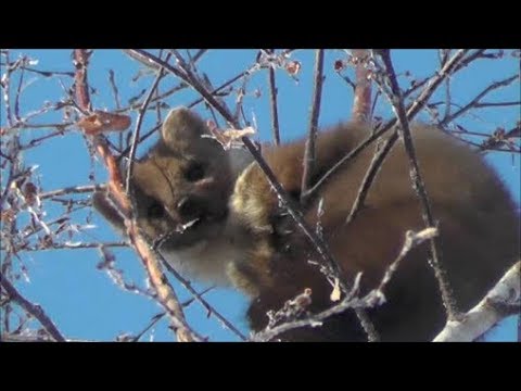 Видео: Охота на куницу с лайками. Охота на пушных.